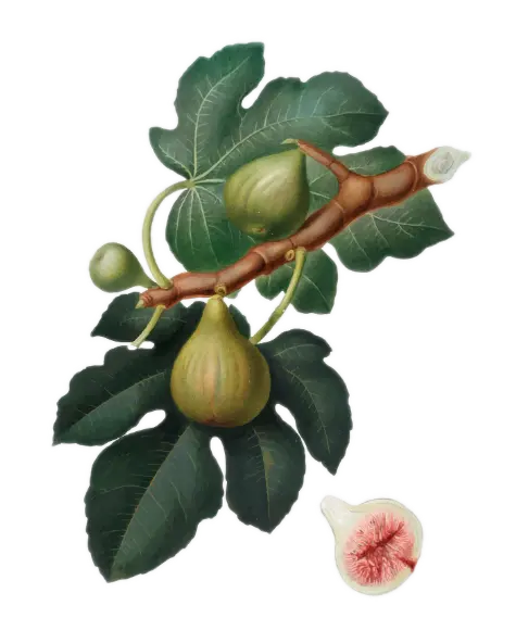 [Ficus	carica] Figuier - 'Bornholm' (Conteneur 1,5l - 1 an)