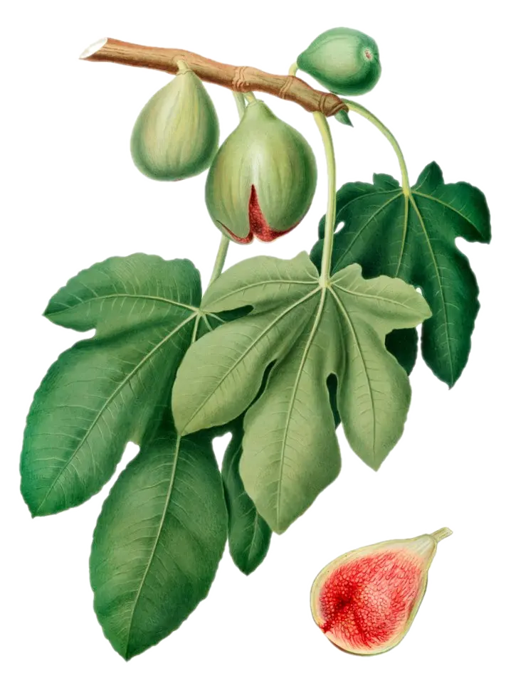 [Ficus	carica] Figuier - 'Desert King' (Conteneur 1,5l - 1 an)