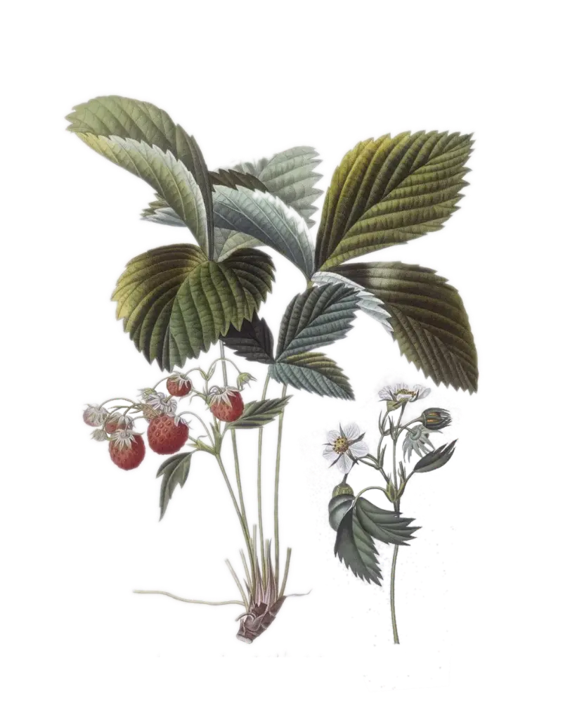 [Fragaria	vesca alpina] Fraise des bois musquée - 'Capron royal'  (Conteneur 1,5l - 1 an)
