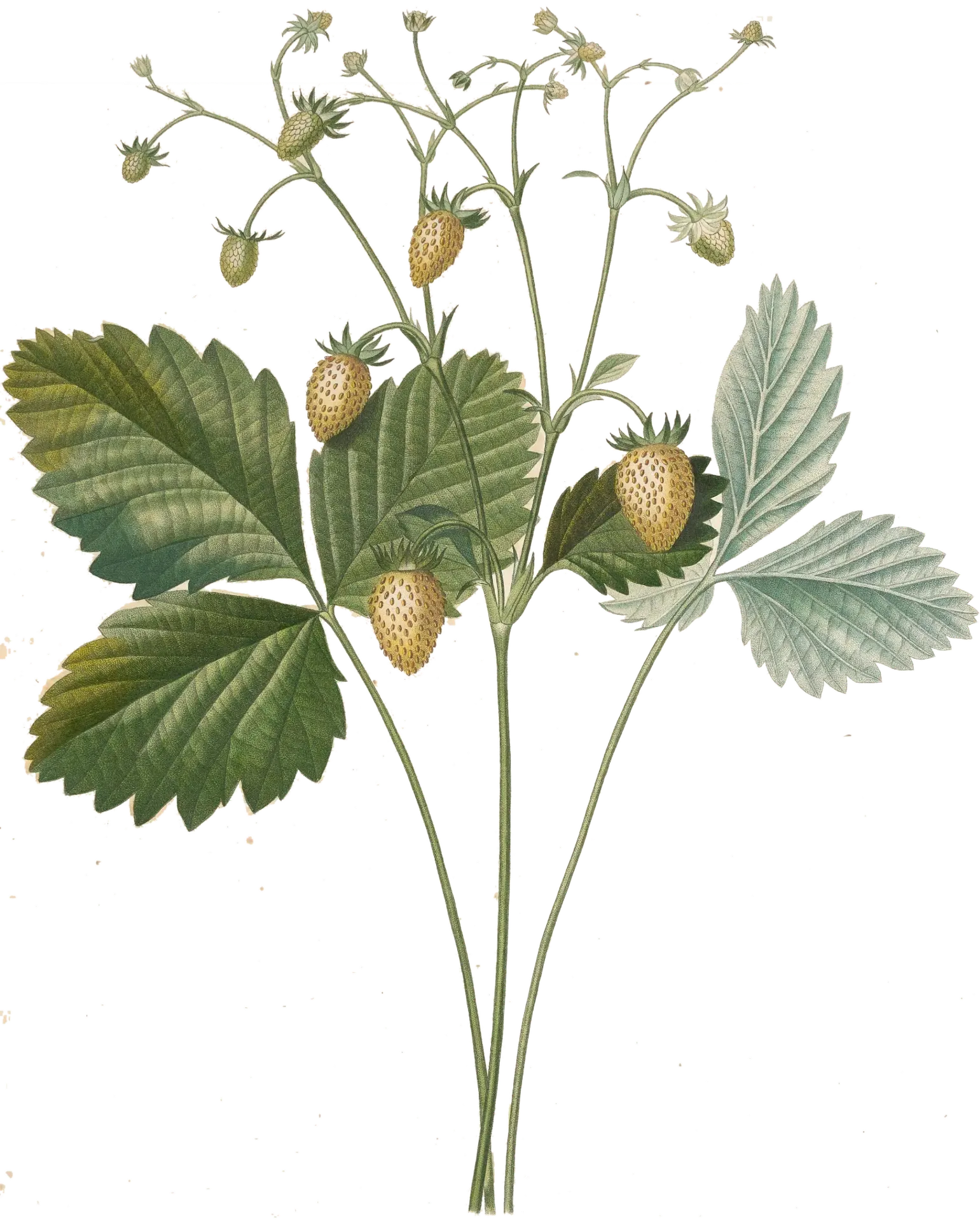 [Fragaria	vesca alpina] Fraise des bois - 'Blanche des bois'  (Conteneur 1,5l - 1 an)
