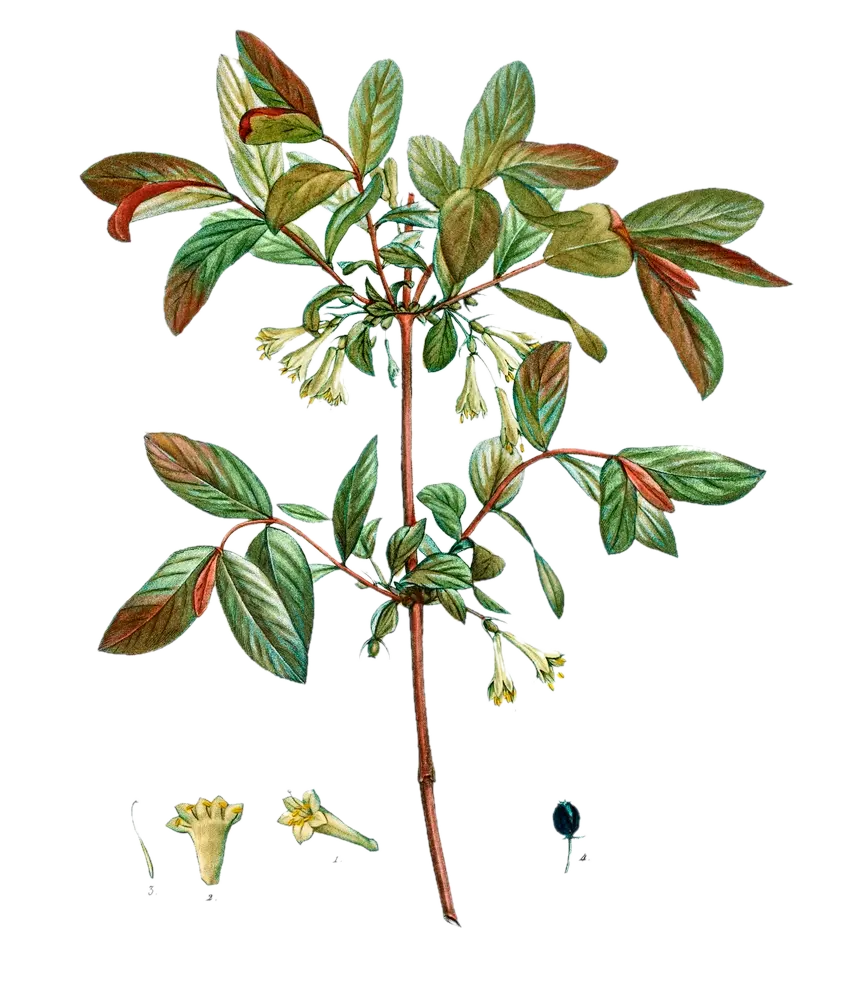 [Lonicera	cearulea] Baie de mai - 'Aurora' (Conteneur 1,5l - 1 an)