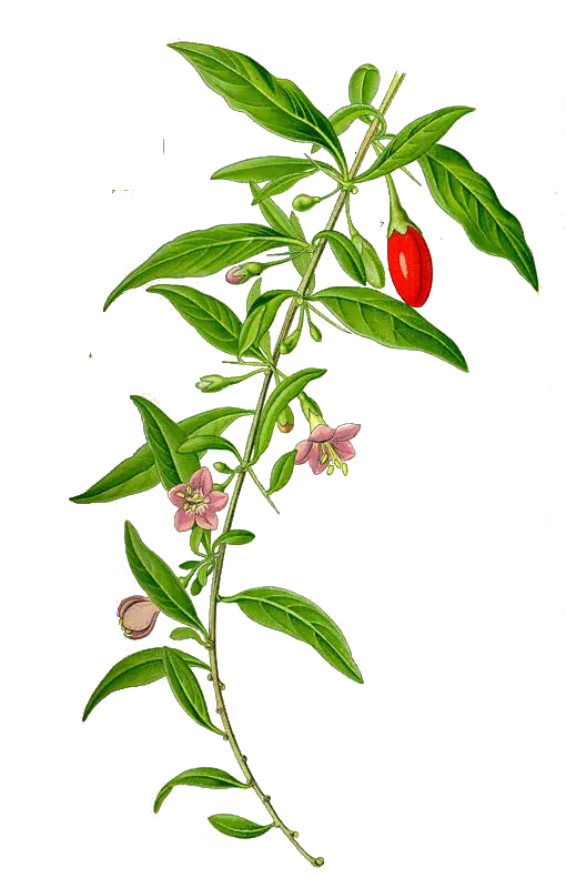 [Lycium	sp.] Goji - 'Super Success®' (Conteneur 1,5l - 1 an)