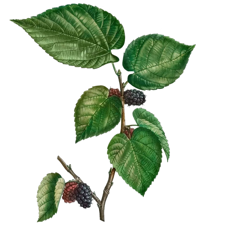 [Morus	rotundifolia] Mûrier - 'Mojoberry®'  (Conteneur 1,5l - 1 an)