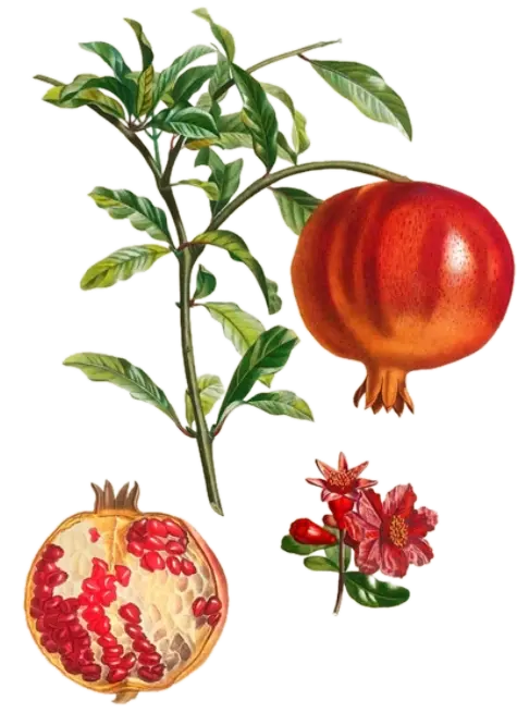 [Punica	granatum] Grenadier - 'Crimson Sky' (Conteneur 1,5l - 1 an)