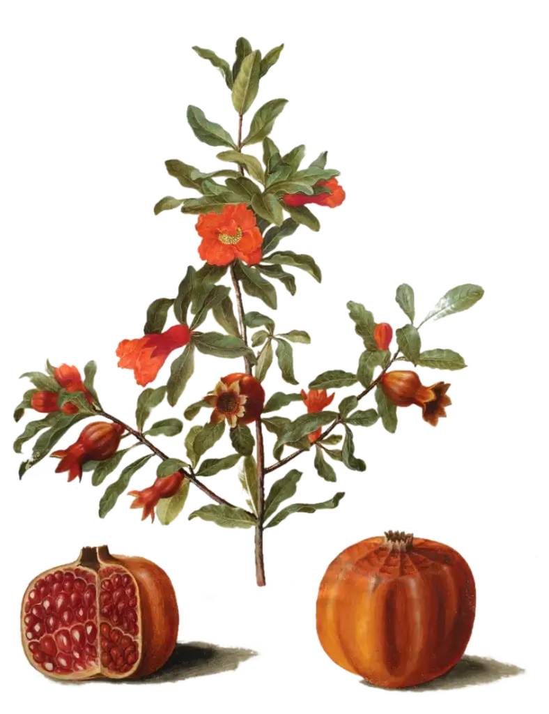 [Punica	granatum] Grenadier - 'Favorit' (Conteneur 1,5l - 1 an)
