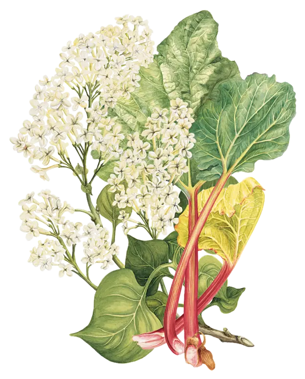 Rhubarbe - 'Victoria'