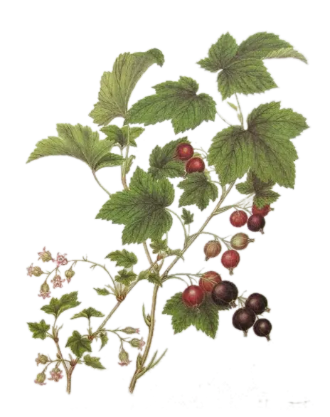 [Ribes	 nigrum x divaricatum] Casseille - 'Anita' (Conteneur 1,5l - 1 an)