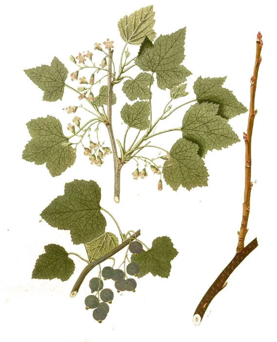 [Ribes	nigrum] Cassis - 'Ojeblanc' (Conteneur 1,5l - 1 an)