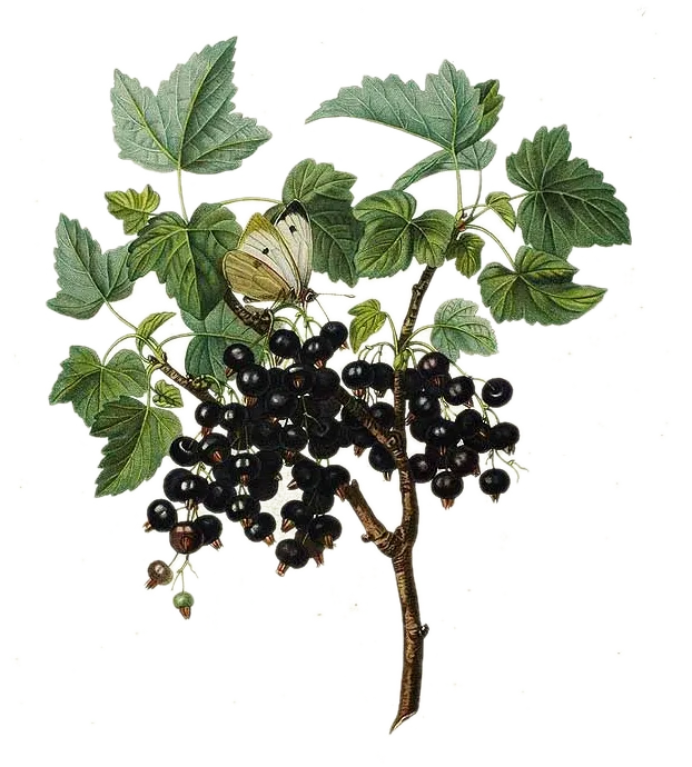 [Ribes	nigrum] Cassis - 'Royal de Naples'  (Conteneur 1,5l - 1 an)