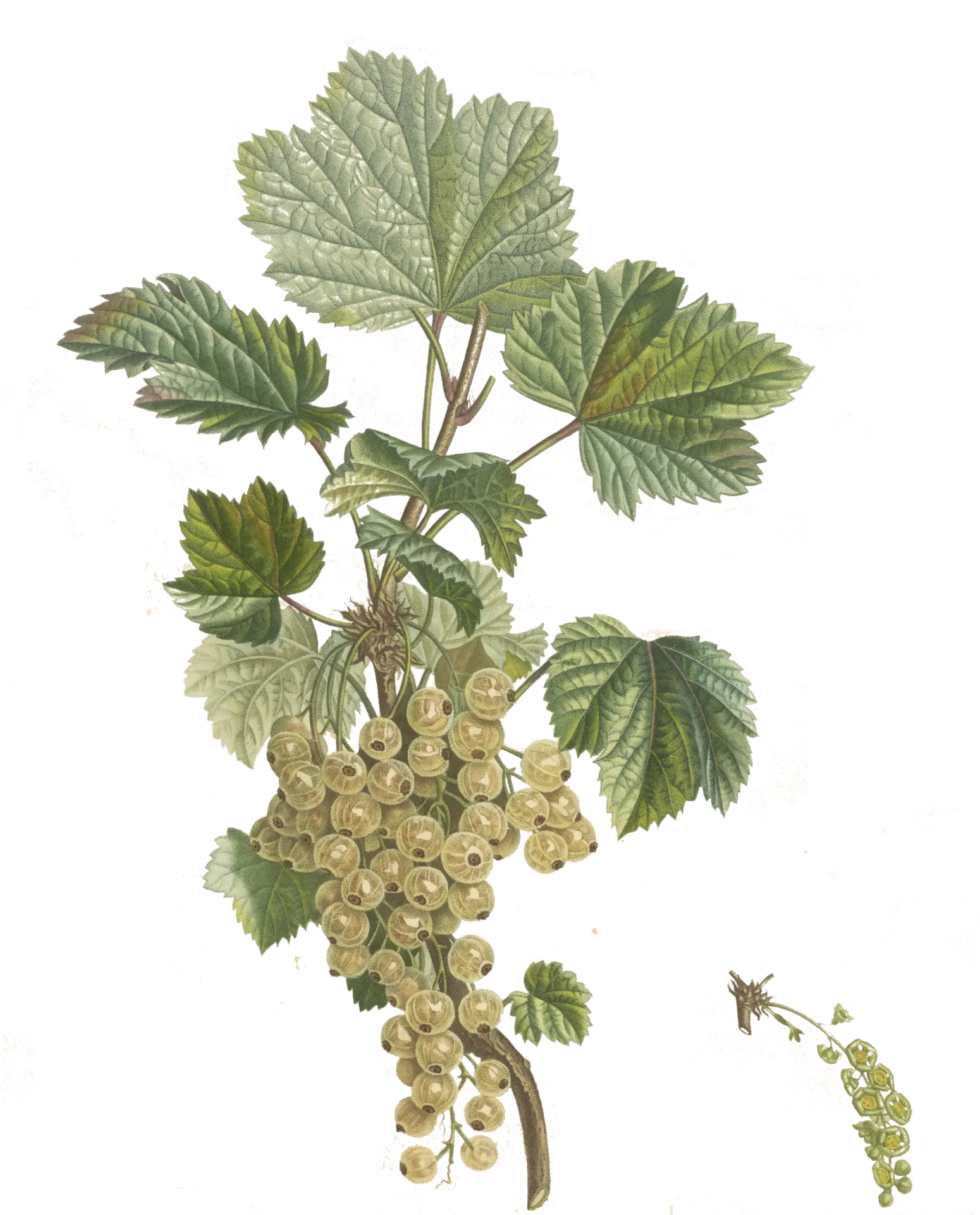 [Ribes	rubrum] Groseiller - 'Bar le Duc Blanche' (Conteneur 1,5l - 1 an)