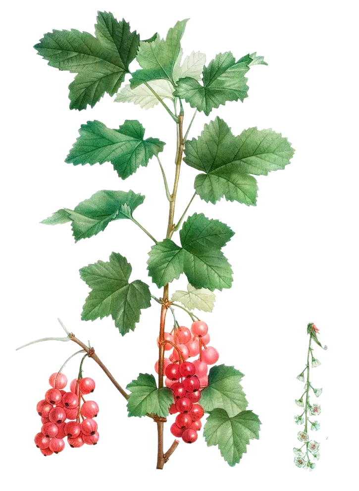 [Ribes	rubrum] Groseillier - 'Junifer' (Conteneur 1,5l - 1 an)
