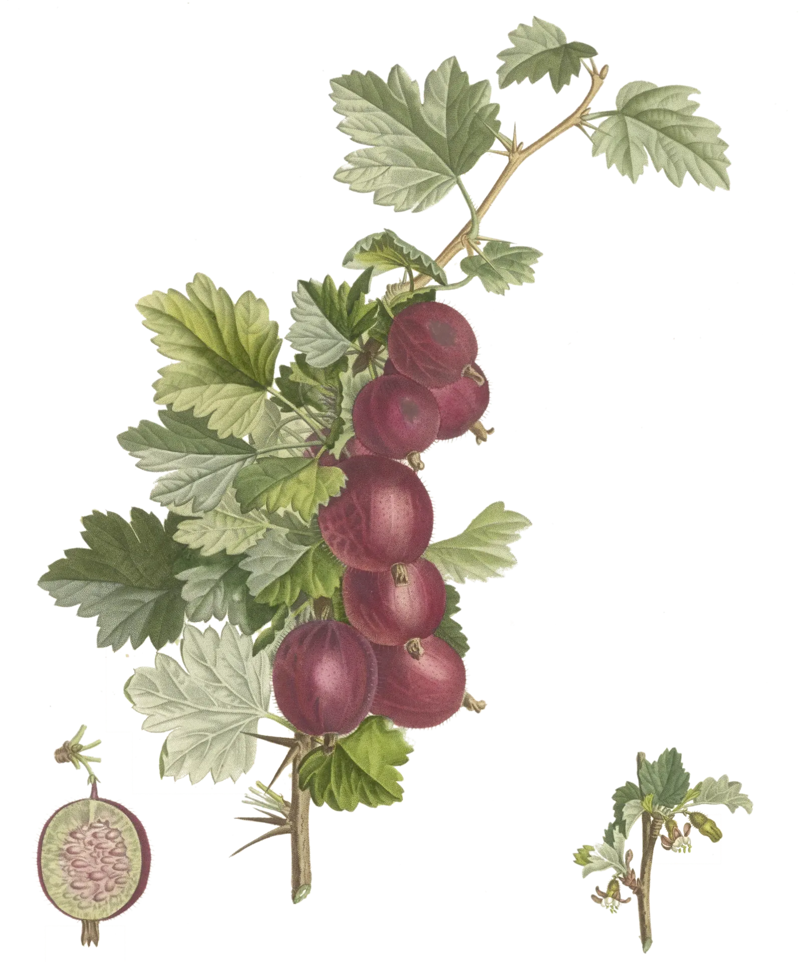 Groseillier à maquereau  - 'Hinnonmäki rouge'