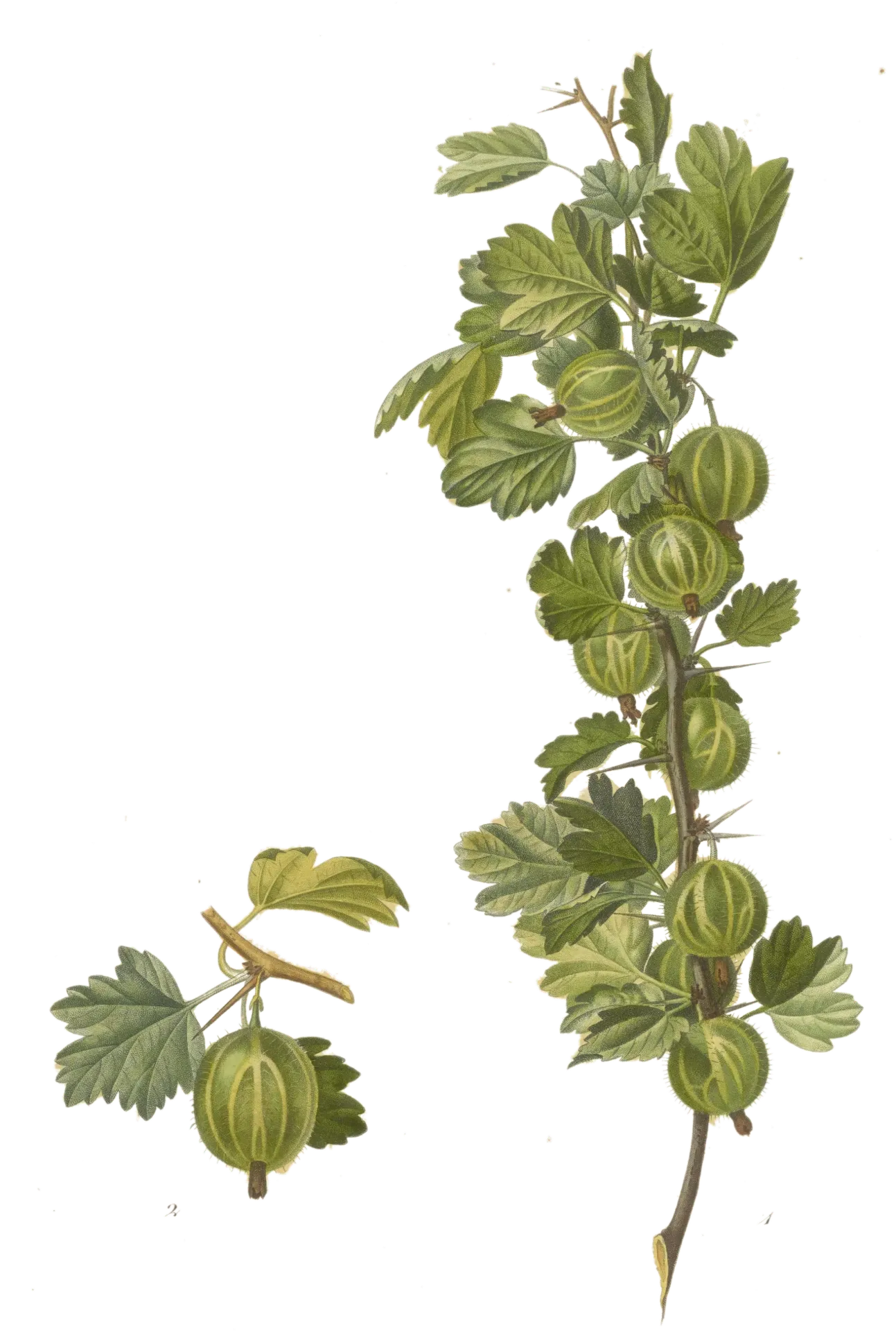 [Ribes	uva-crispa] Groseillier à maquereau  - 'Hinnonmäki vert' (Conteneur 1,5l - 1 an)
