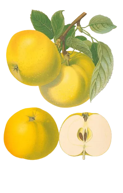 Pommier - 'Reinette du Mans' (Franc (Bittenfelder), Scion 1 an)