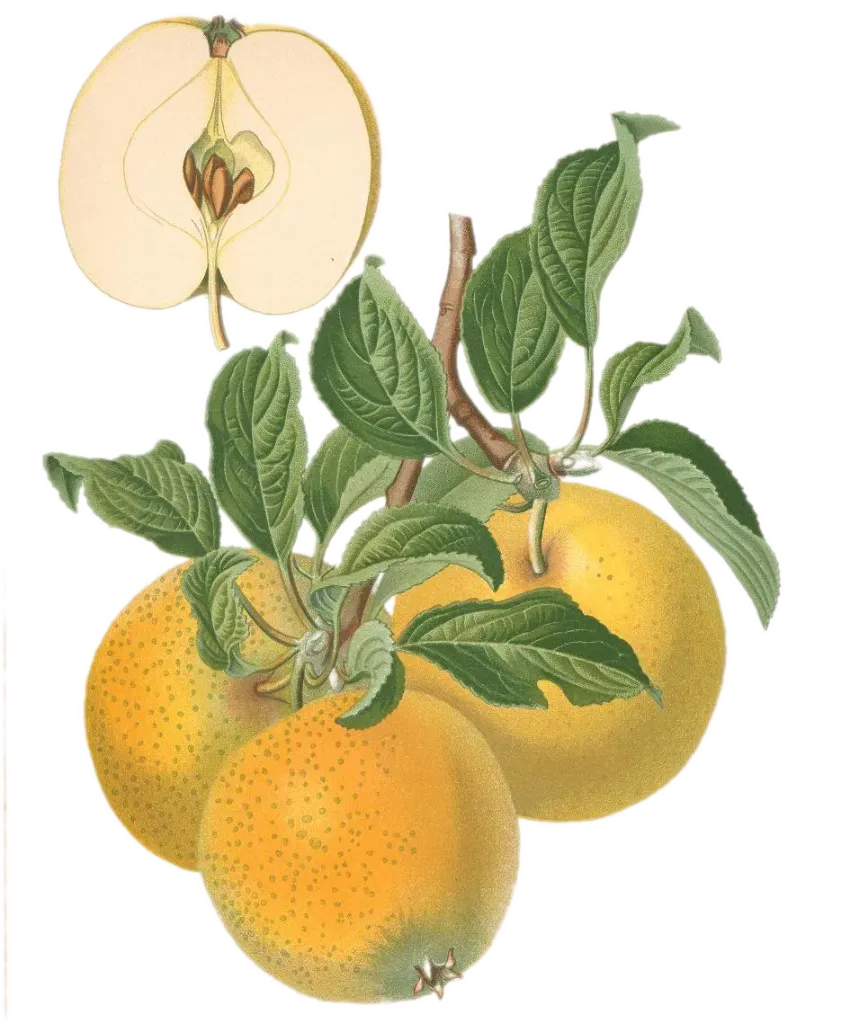 Pommier - 'Reinette Ananas'