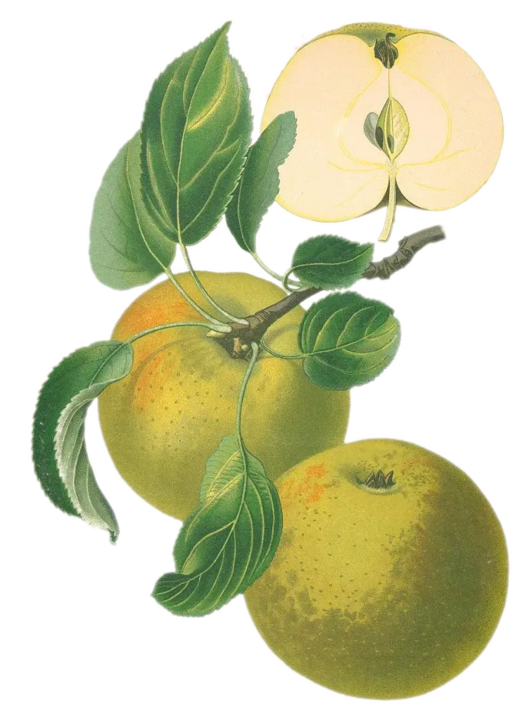 Pommier - 'Reinette Blanche du Canada' (Franc (Bittenfelder), Scion 1 an)