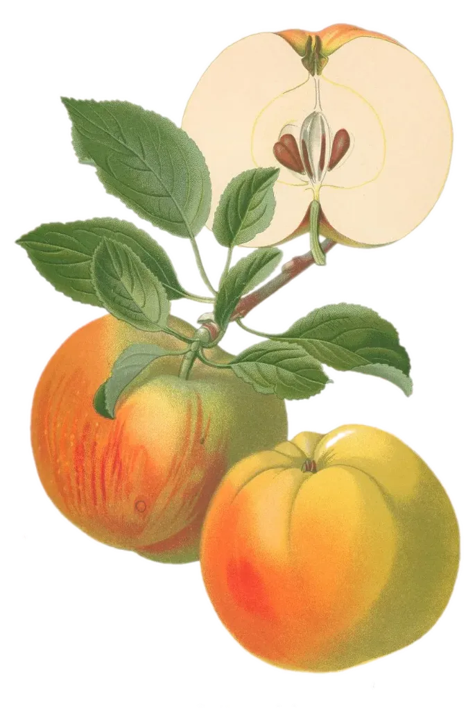 Pommier - 'Winter banana / Calvile Blanc du roi)'