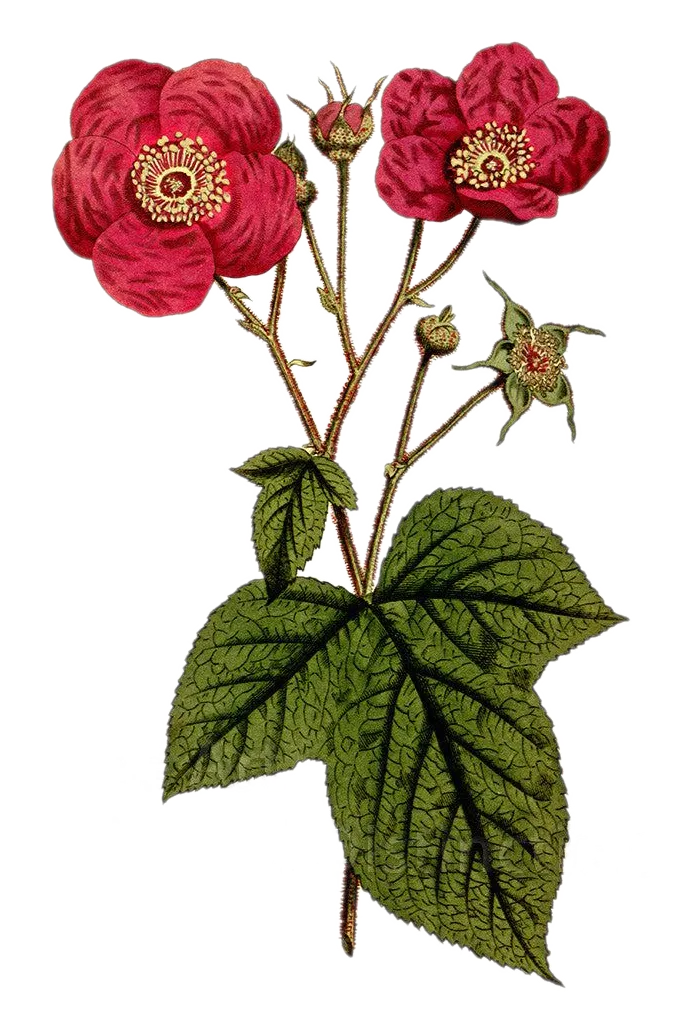 Framboisier ornemental - 'Olympique Double' et 'Pacifique rose'