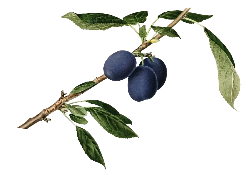 Prunier - 'Pogauner/Damson'
