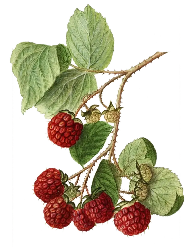 [Rubus	Parviflorus x idaeus] Mûroise - 'Dorman Red' (Conteneur 1,5l - 1 an)