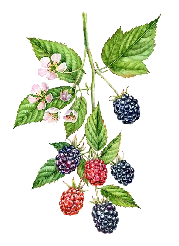 [Rubus	fruticosus] Ronce sans-épine (mure) - 'Columbia Star ' (Conteneur 1,5l - 1 an)