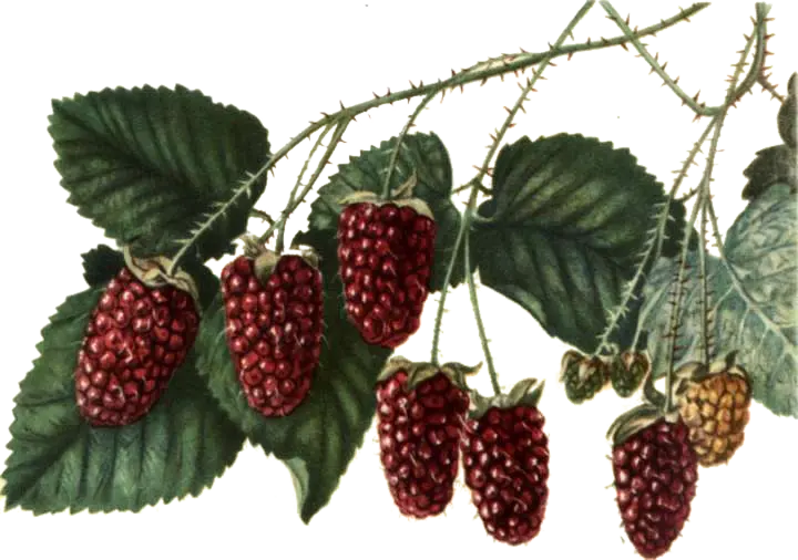 [Rubus	fruticosus x ideaus] Mûroise - 'Loganberry' (Conteneur 1,5l - 1 an)